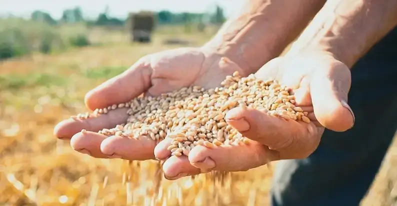 Bountiful grain harvest